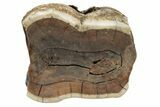 Fossil Woolly Rhino (Coelodonta) Tooth - Siberia #225599-3